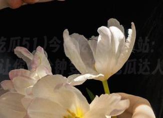 今日吃瓜51网站：最新八卦，让你分分钟变成‘吃瓜达人’！